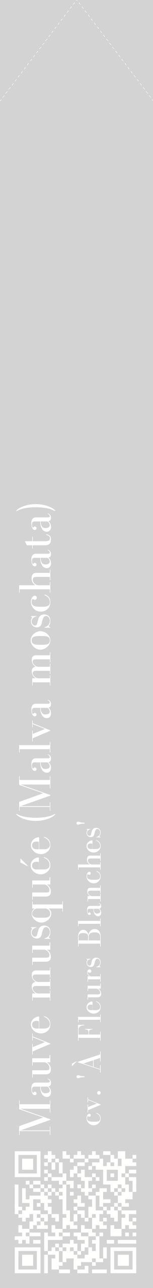Étiquette de : Malva moschata cv. 'À Fleurs Blanches' - format c - style blanche56_simplebod avec qrcode et comestibilité
