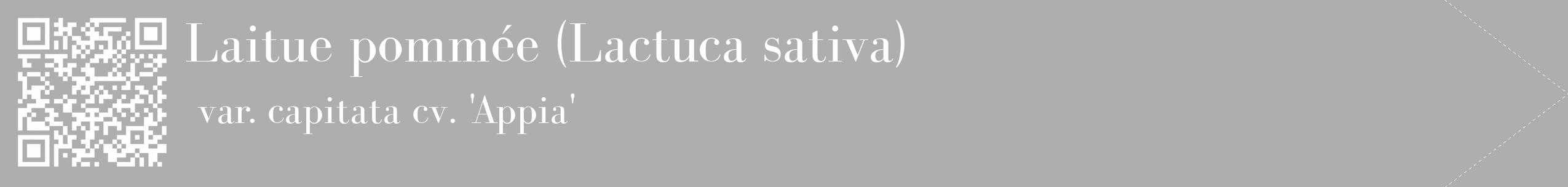 Étiquette de : Lactuca sativa var. capitata cv. 'Appia' - format c - style blanche53_simple_simplebod avec qrcode et comestibilité