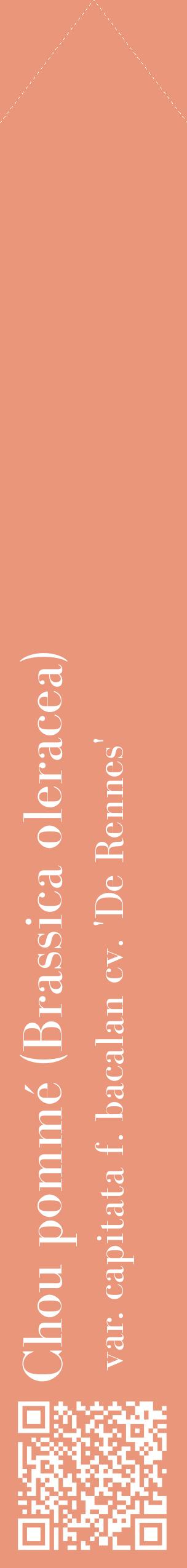 Étiquette de : Brassica oleracea var. capitata f. bacalan cv. 'De Rennes' - format c - style blanche37_simplebod avec qrcode et comestibilité