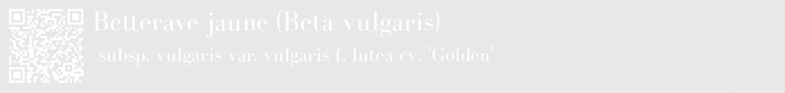 Étiquette de : Beta vulgaris subsp. vulgaris var. vulgaris f. lutea cv. 'Golden' - format c - style blanche55_simple_simplebod avec qrcode et comestibilité