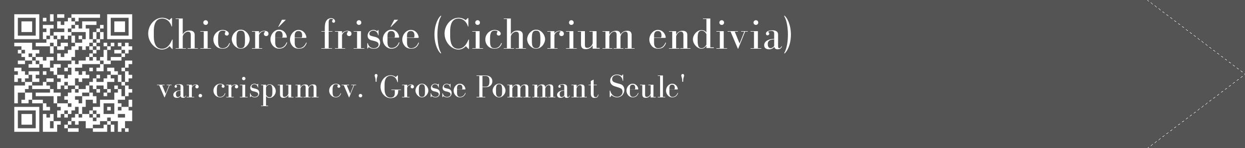 Étiquette de : Cichorium endivia var. crispum cv. 'Grosse Pommant Seule' - format c - style blanche30_simple_simplebod avec qrcode et comestibilité