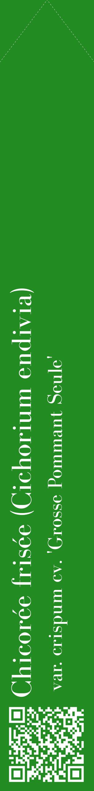 Étiquette de : Cichorium endivia var. crispum cv. 'Grosse Pommant Seule' - format c - style blanche10_simplebod avec qrcode et comestibilité