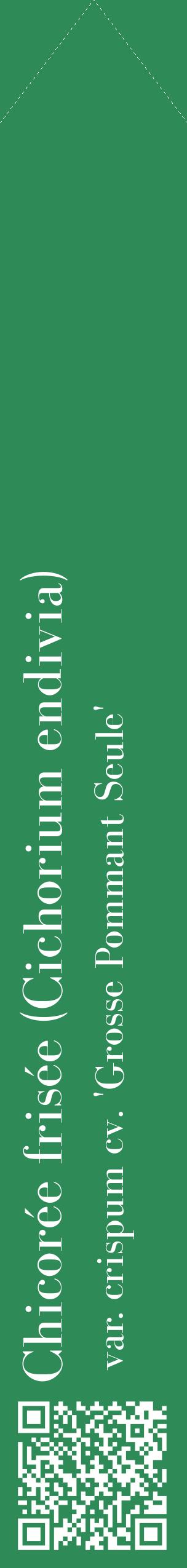Étiquette de : Cichorium endivia var. crispum cv. 'Grosse Pommant Seule' - format c - style blanche11_simplebod avec qrcode et comestibilité
