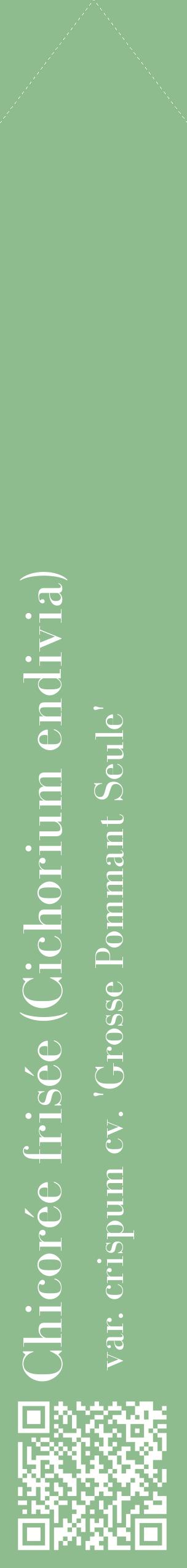 Étiquette de : Cichorium endivia var. crispum cv. 'Grosse Pommant Seule' - format c - style blanche13_simplebod avec qrcode et comestibilité