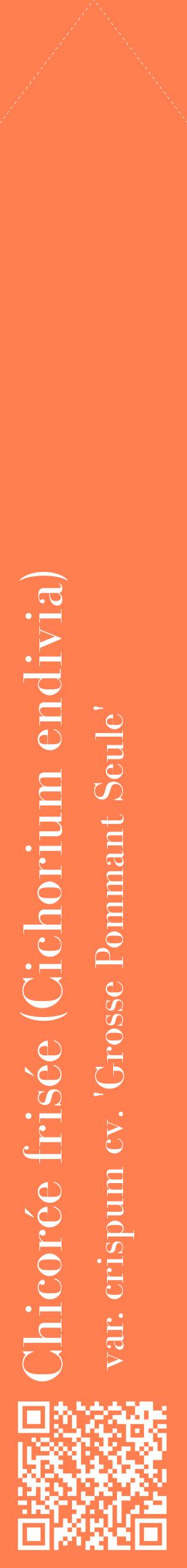 Étiquette de : Cichorium endivia var. crispum cv. 'Grosse Pommant Seule' - format c - style blanche24_simplebod avec qrcode et comestibilité