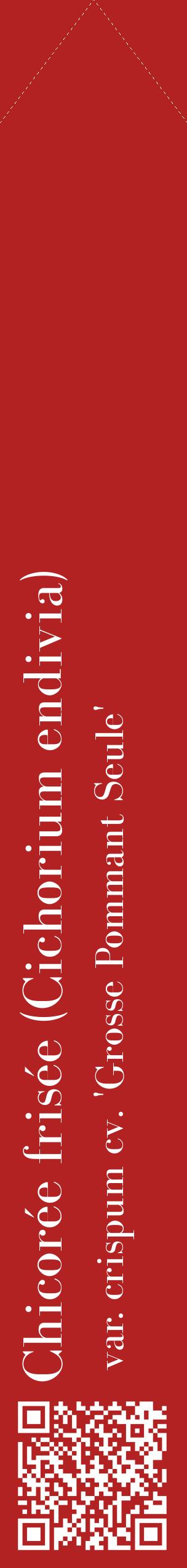 Étiquette de : Cichorium endivia var. crispum cv. 'Grosse Pommant Seule' - format c - style blanche28_simplebod avec qrcode et comestibilité