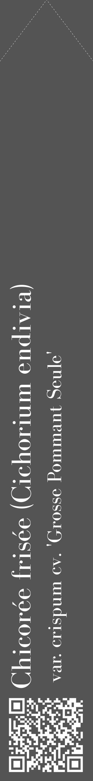 Étiquette de : Cichorium endivia var. crispum cv. 'Grosse Pommant Seule' - format c - style blanche30_simple_simplebod avec qrcode et comestibilité - position verticale