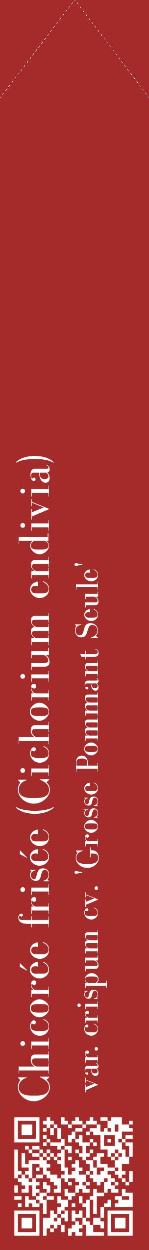 Étiquette de : Cichorium endivia var. crispum cv. 'Grosse Pommant Seule' - format c - style blanche33_simplebod avec qrcode et comestibilité
