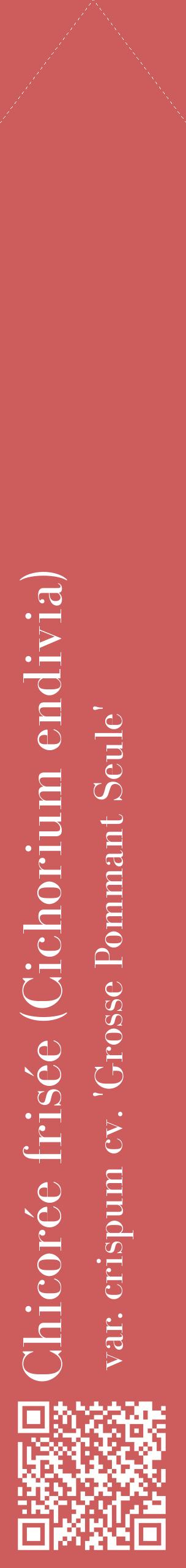 Étiquette de : Cichorium endivia var. crispum cv. 'Grosse Pommant Seule' - format c - style blanche35_simplebod avec qrcode et comestibilité