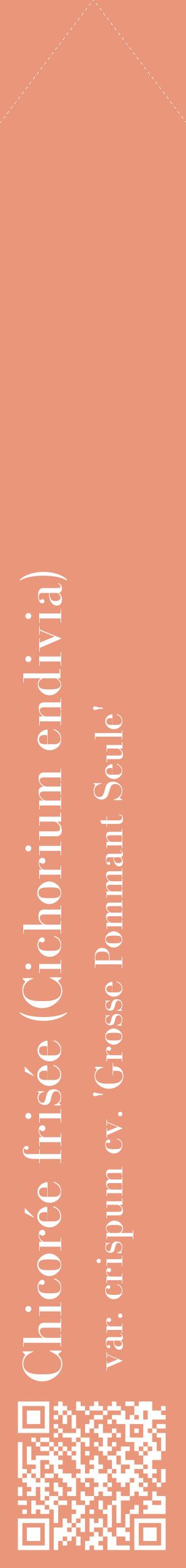 Étiquette de : Cichorium endivia var. crispum cv. 'Grosse Pommant Seule' - format c - style blanche37_simplebod avec qrcode et comestibilité