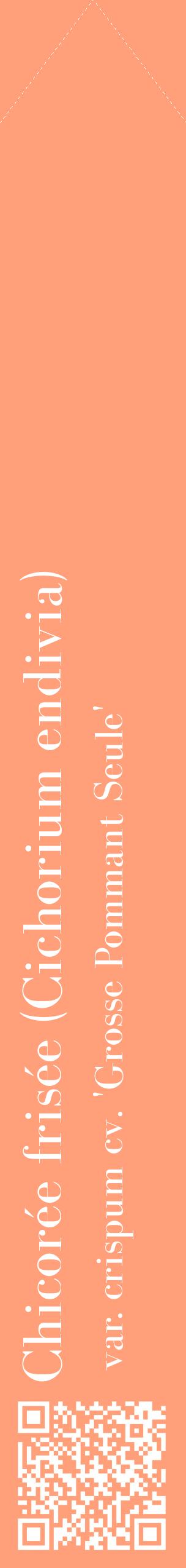 Étiquette de : Cichorium endivia var. crispum cv. 'Grosse Pommant Seule' - format c - style blanche39_simplebod avec qrcode et comestibilité