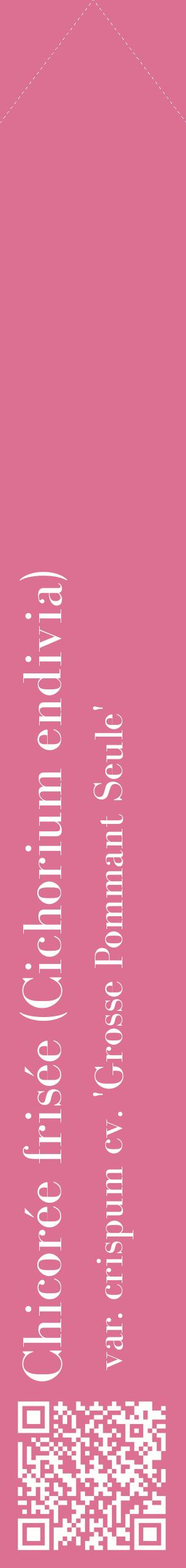Étiquette de : Cichorium endivia var. crispum cv. 'Grosse Pommant Seule' - format c - style blanche44_simplebod avec qrcode et comestibilité