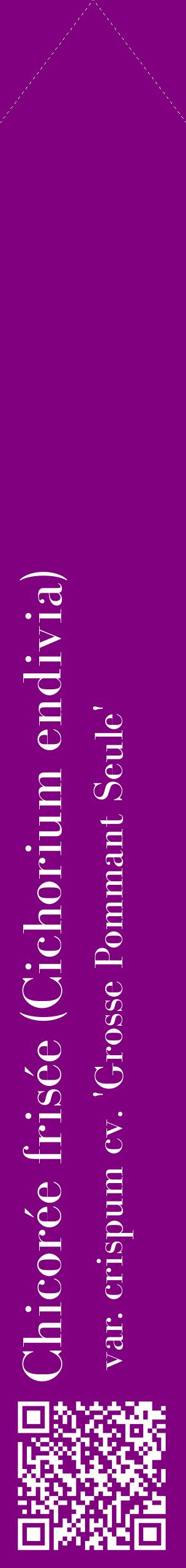 Étiquette de : Cichorium endivia var. crispum cv. 'Grosse Pommant Seule' - format c - style blanche46_simplebod avec qrcode et comestibilité