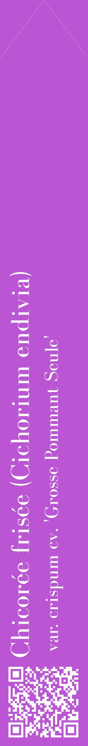 Étiquette de : Cichorium endivia var. crispum cv. 'Grosse Pommant Seule' - format c - style blanche50_simplebod avec qrcode et comestibilité