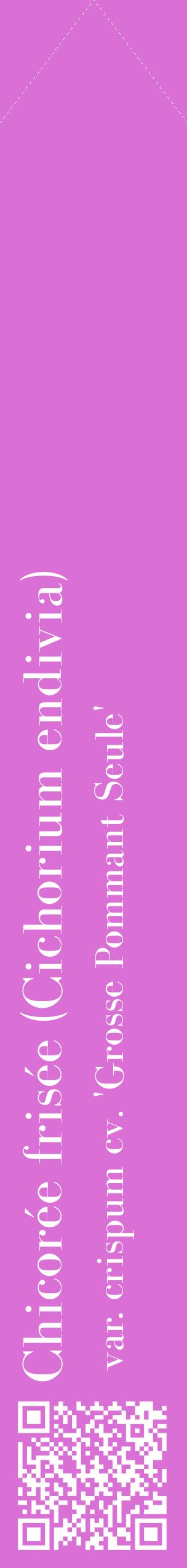 Étiquette de : Cichorium endivia var. crispum cv. 'Grosse Pommant Seule' - format c - style blanche52_simplebod avec qrcode et comestibilité