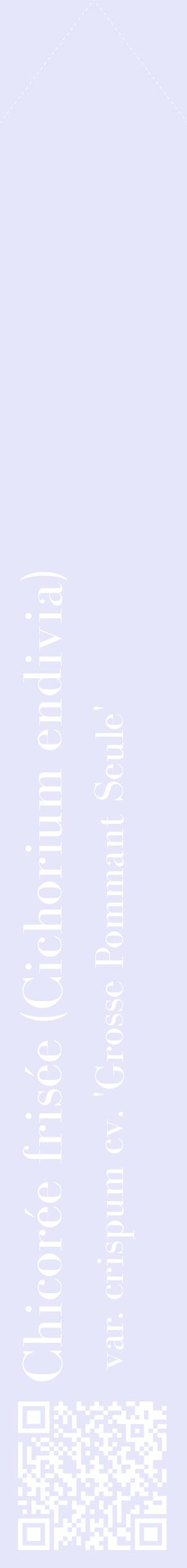 Étiquette de : Cichorium endivia var. crispum cv. 'Grosse Pommant Seule' - format c - style blanche55_simplebod avec qrcode et comestibilité