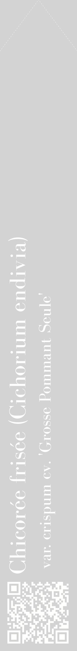 Étiquette de : Cichorium endivia var. crispum cv. 'Grosse Pommant Seule' - format c - style blanche56_simplebod avec qrcode et comestibilité