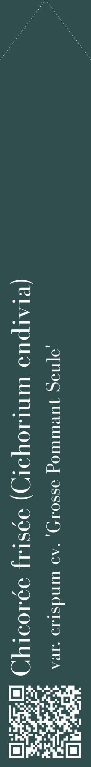 Étiquette de : Cichorium endivia var. crispum cv. 'Grosse Pommant Seule' - format c - style blanche58_simplebod avec qrcode et comestibilité