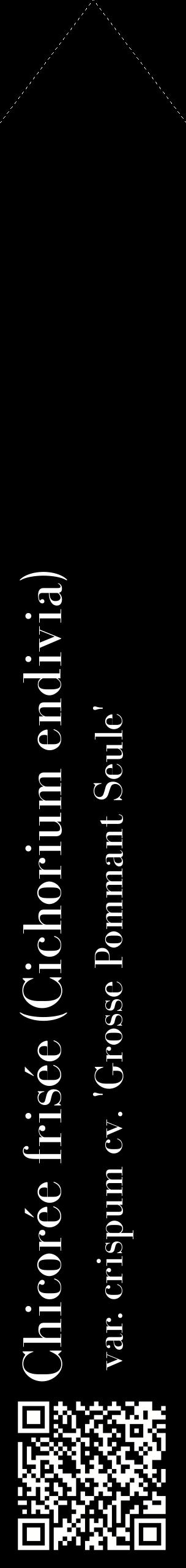Étiquette de : Cichorium endivia var. crispum cv. 'Grosse Pommant Seule' - format c - style blanche59_simplebod avec qrcode et comestibilité
