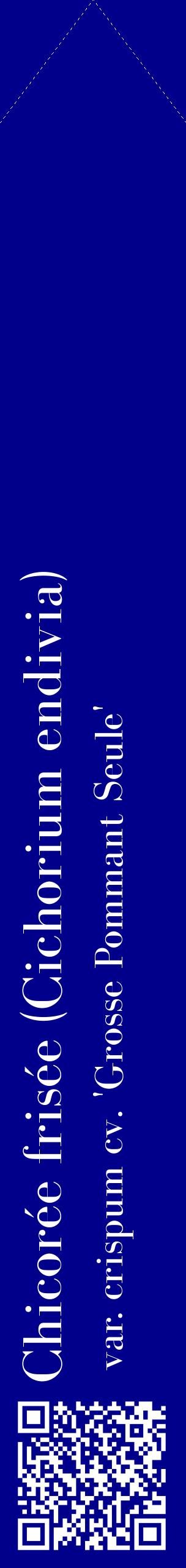 Étiquette de : Cichorium endivia var. crispum cv. 'Grosse Pommant Seule' - format c - style blanche7_simplebod avec qrcode et comestibilité