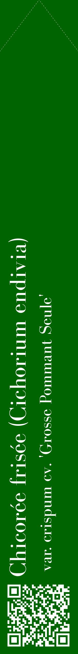 Étiquette de : Cichorium endivia var. crispum cv. 'Grosse Pommant Seule' - format c - style blanche8_simplebod avec qrcode et comestibilité