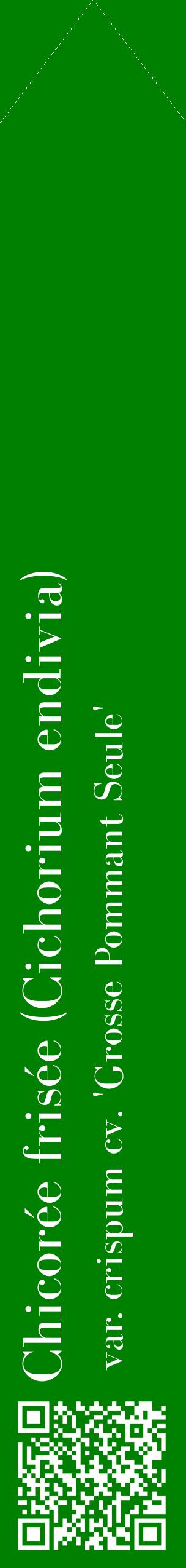 Étiquette de : Cichorium endivia var. crispum cv. 'Grosse Pommant Seule' - format c - style blanche9_simplebod avec qrcode et comestibilité