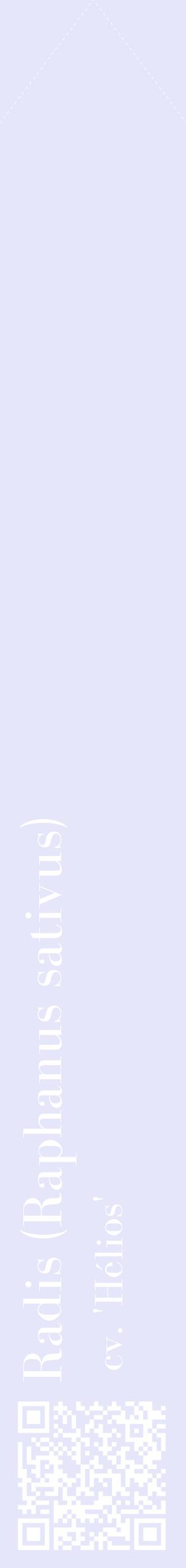 Étiquette de : Raphanus sativus cv. 'Hélios' - format c - style blanche55_simplebod avec qrcode et comestibilité