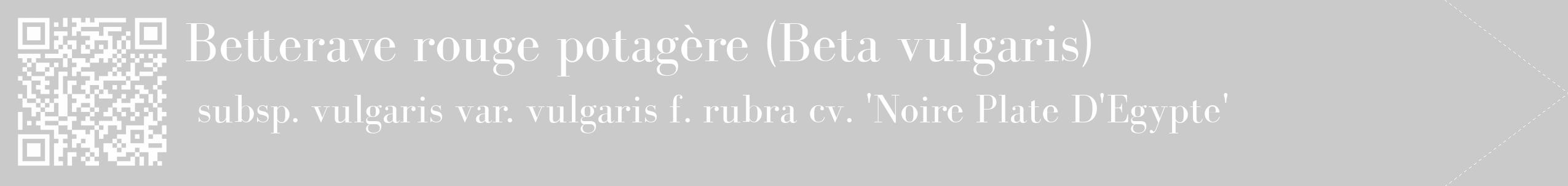 Étiquette de : Beta vulgaris subsp. vulgaris var. vulgaris f. rubra cv. 'Noire Plate D'Egypte' - format c - style blanche21_simple_simplebod avec qrcode et comestibilité