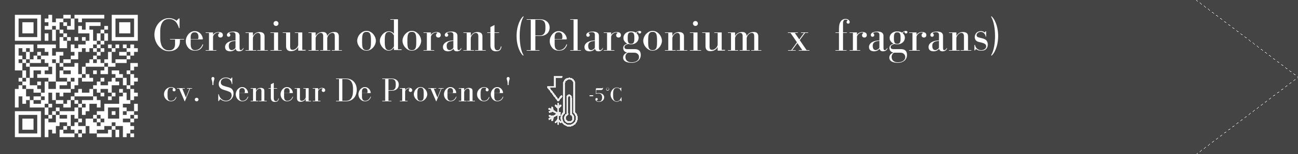 Étiquette de : Pelargonium x fragrans cv. 'Senteur De Provence' - format c - style blanche48_simple_simplebod avec qrcode et comestibilité