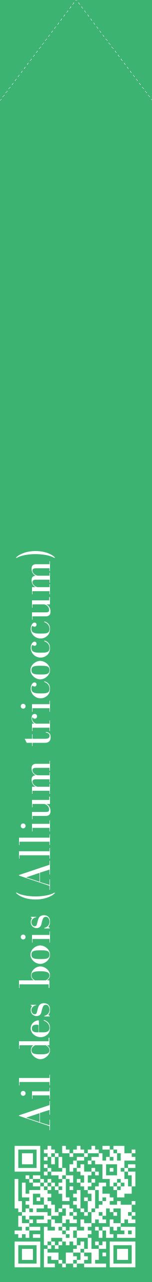 Étiquette de : Allium tricoccum - format c - style blanche12_simplebod avec qrcode et comestibilité