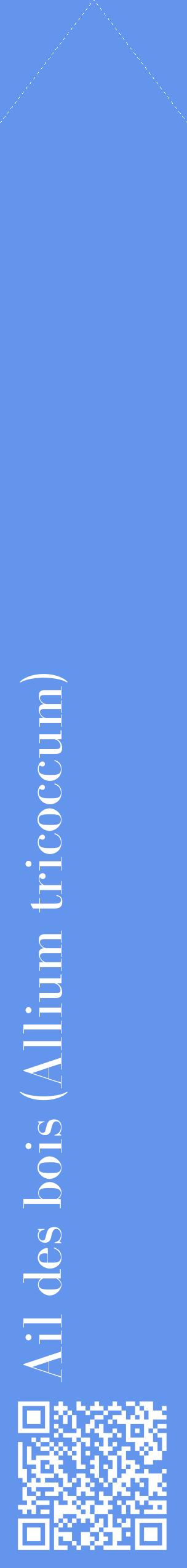 Étiquette de : Allium tricoccum - format c - style blanche4_simplebod avec qrcode et comestibilité
