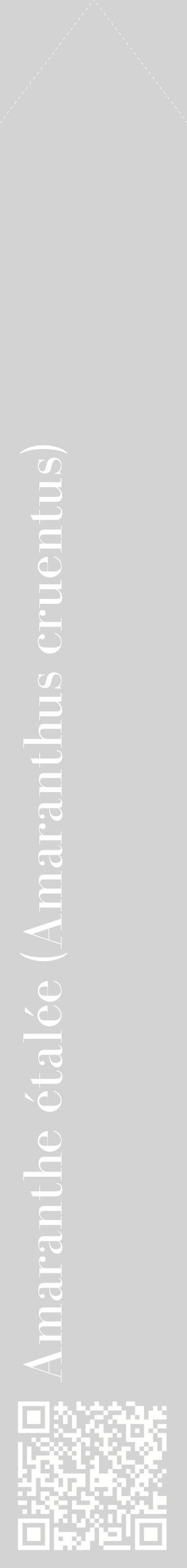 Étiquette de : Amaranthus cruentus - format c - style blanche56_simplebod avec qrcode et comestibilité