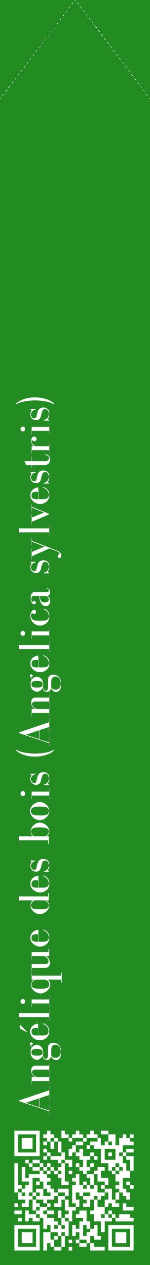 Étiquette de : Angelica sylvestris - format c - style blanche10_simplebod avec qrcode et comestibilité