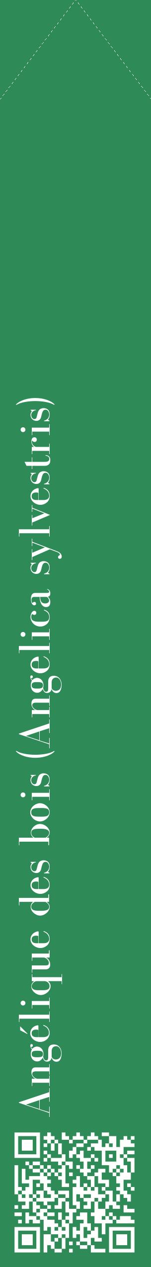Étiquette de : Angelica sylvestris - format c - style blanche11_simplebod avec qrcode et comestibilité