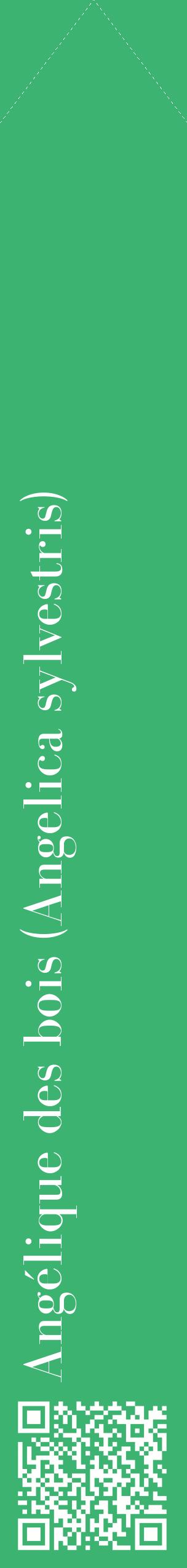 Étiquette de : Angelica sylvestris - format c - style blanche12_simplebod avec qrcode et comestibilité