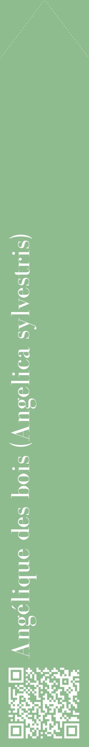 Étiquette de : Angelica sylvestris - format c - style blanche13_simplebod avec qrcode et comestibilité