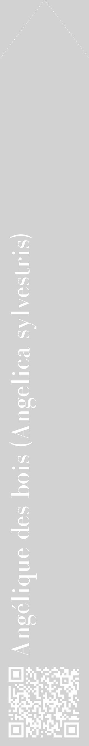 Étiquette de : Angelica sylvestris - format c - style blanche14_simple_simplebod avec qrcode et comestibilité - position verticale