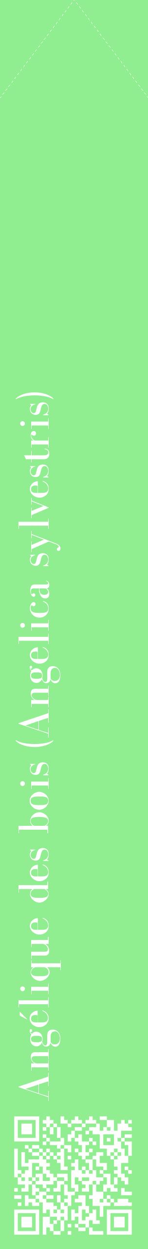 Étiquette de : Angelica sylvestris - format c - style blanche15_simplebod avec qrcode et comestibilité