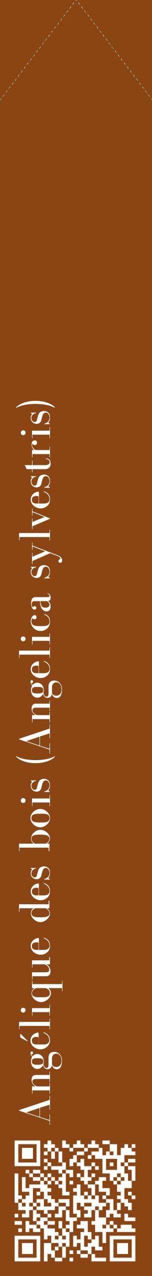 Étiquette de : Angelica sylvestris - format c - style blanche30_simplebod avec qrcode et comestibilité