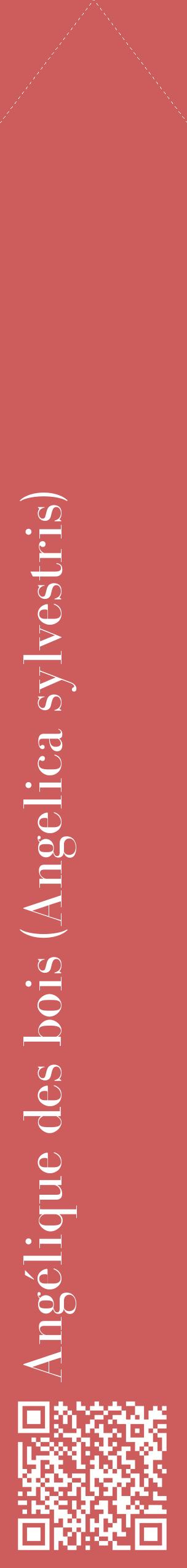 Étiquette de : Angelica sylvestris - format c - style blanche35_simplebod avec qrcode et comestibilité
