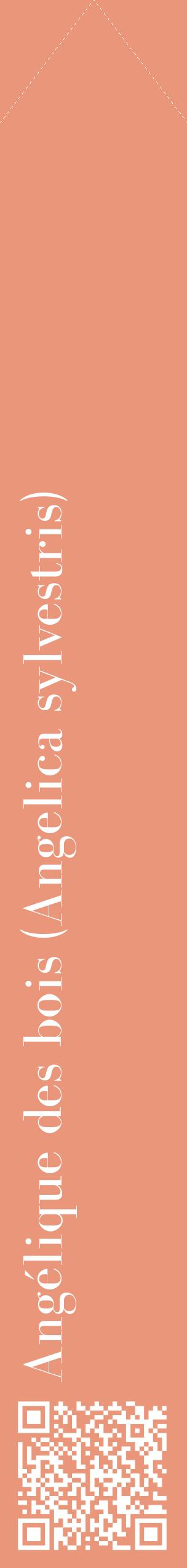 Étiquette de : Angelica sylvestris - format c - style blanche37_simplebod avec qrcode et comestibilité