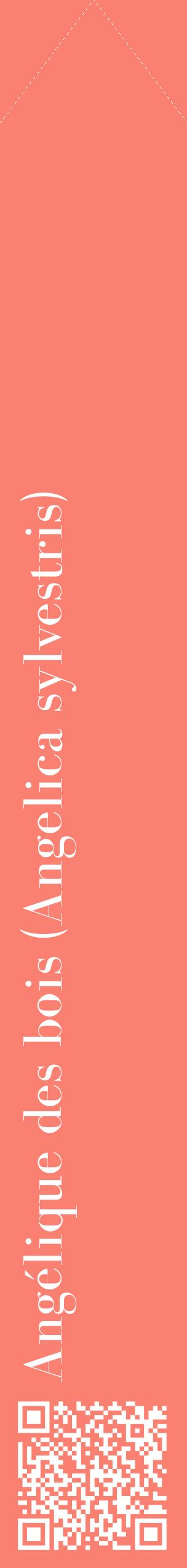Étiquette de : Angelica sylvestris - format c - style blanche38_simplebod avec qrcode et comestibilité