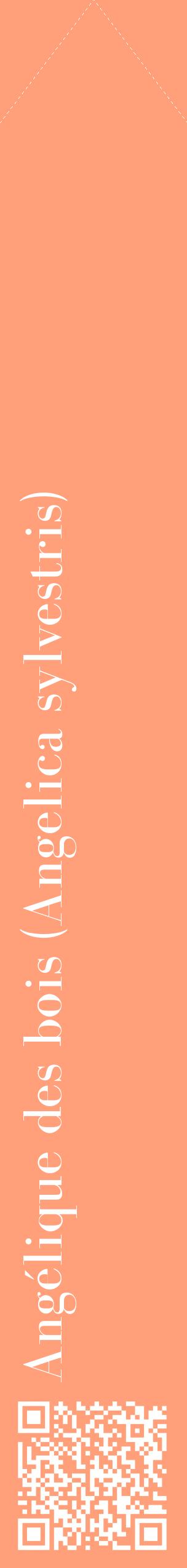 Étiquette de : Angelica sylvestris - format c - style blanche39_simplebod avec qrcode et comestibilité