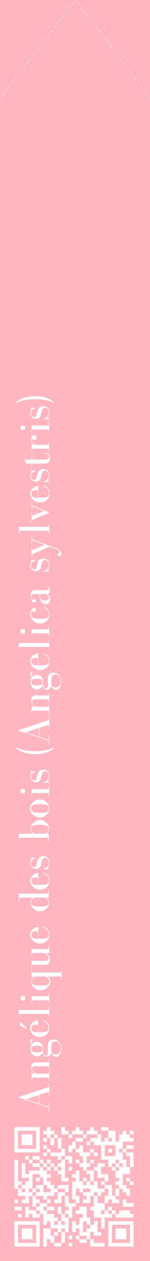 Étiquette de : Angelica sylvestris - format c - style blanche41_simplebod avec qrcode et comestibilité