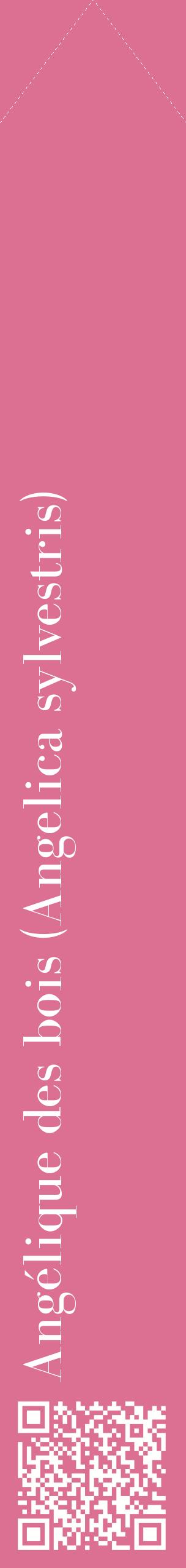 Étiquette de : Angelica sylvestris - format c - style blanche44_simplebod avec qrcode et comestibilité