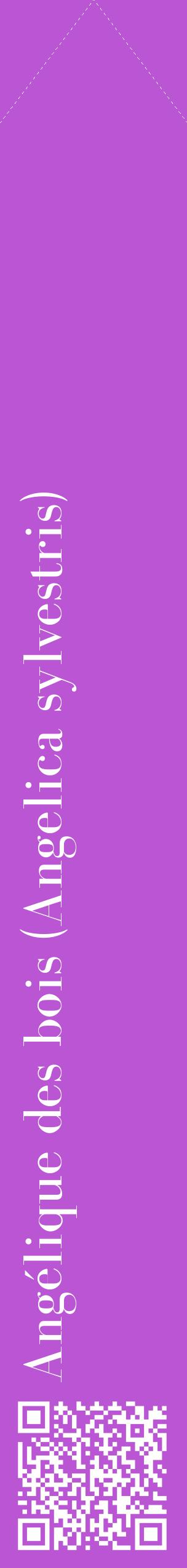 Étiquette de : Angelica sylvestris - format c - style blanche50_simplebod avec qrcode et comestibilité
