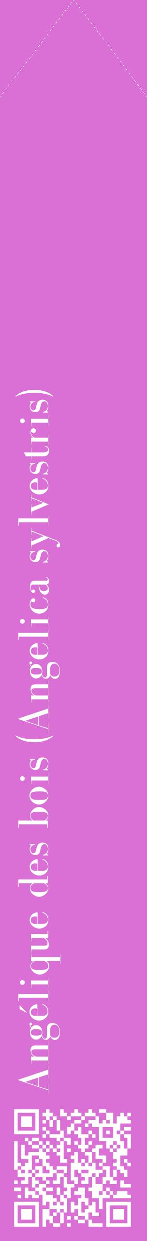 Étiquette de : Angelica sylvestris - format c - style blanche52_simplebod avec qrcode et comestibilité