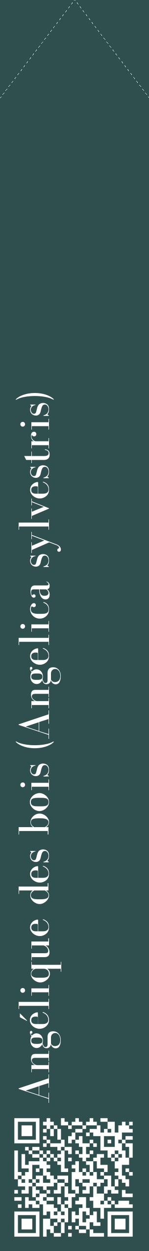 Étiquette de : Angelica sylvestris - format c - style blanche58_simplebod avec qrcode et comestibilité
