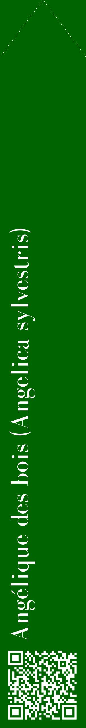 Étiquette de : Angelica sylvestris - format c - style blanche8_simplebod avec qrcode et comestibilité