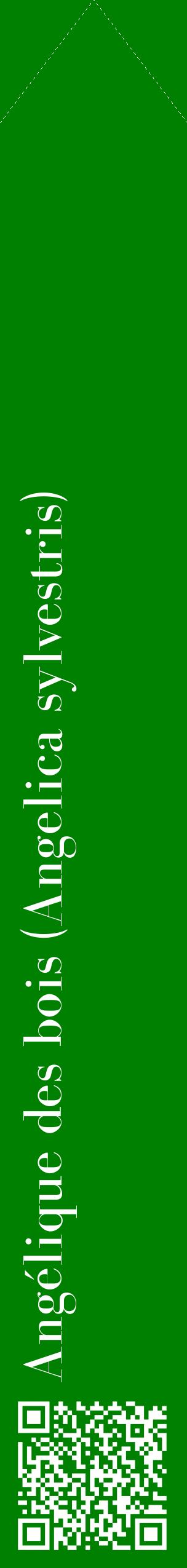 Étiquette de : Angelica sylvestris - format c - style blanche9_simplebod avec qrcode et comestibilité